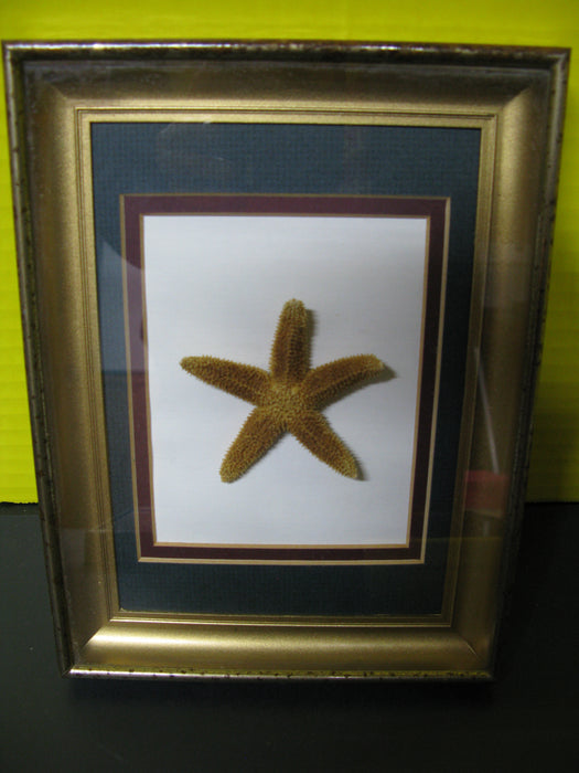 4 Picture Frames: Seahorse, Seashells, Starfish, and Flowers