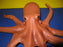 Octopus Toy