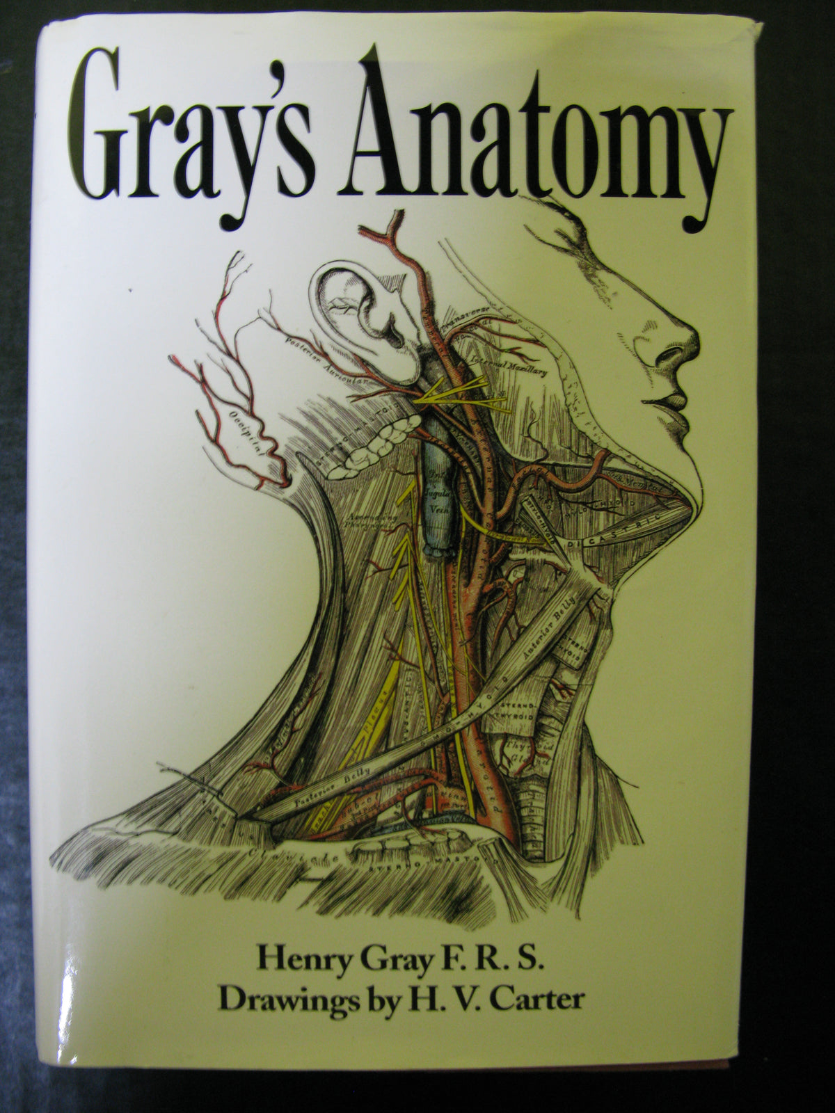 Gray's Anatomy Book — The Pop Culture Antique Museum