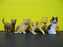 40 Small Decoration Cats